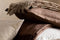 Mix Chestnut/Rye Australian Wool Throw