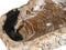 Fossil Wash Basin Large